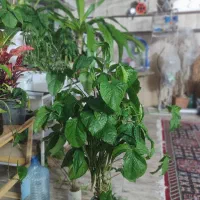 گل سیگنیوم|گل و گیاه طبیعی|اصفهان, شیخ اشراق|دیوار