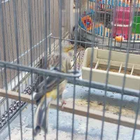 عروس هلندی|پرنده|پرند, فاز ۵|دیوار