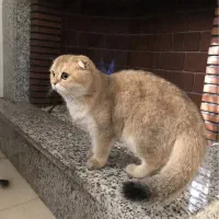 واگذاری گربه اسکاتیش|گربه|فردیس, فردیس|دیوار