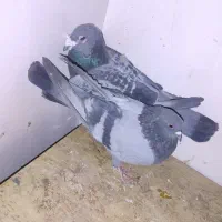 جفت کفتر فروشی