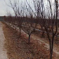 درخت میوه|گل و گیاه طبیعی|رباط‌کریم, انجم آباد|دیوار