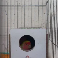 ی جفت برزیلی