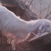 مری چاق دورگه