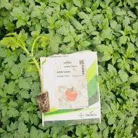 نشا گوجه فرنگی