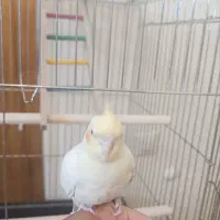 لوتینو نر کاملا دستی نژاد سخنگو|پرنده|تهران, مسعودیه|دیوار