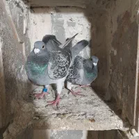 کبوتر دوبر