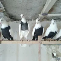 رنگی|پرنده|قم, دورشهر|دیوار