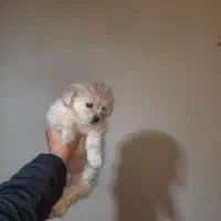 سگ شیتزو دو ماهه ماده|سگ|نوشهر, |دیوار