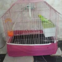 مرغ عشق|پرنده|دورود, |دیوار