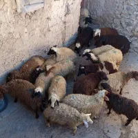 فروش کاور نر و ماده|حیوانات مزرعه|سقز, |دیوار