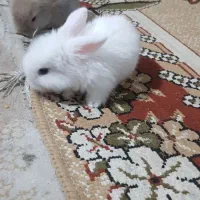 بچه خرگوش مینی لوپ