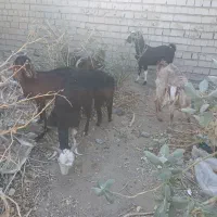 گوسفند نر ماده|حیوانات مزرعه|ایرانشهر, |دیوار