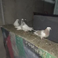 کبوتر طوقی|پرنده|شهریار, شهرک بهاران (ویره)|دیوار