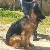 ژرمن شولاین لانگ هیر