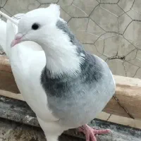 کبوتر طوقی کاکلی