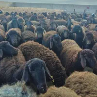 (مرکزدام)جهت فروش زنده برا قربانی نذری نذورات مصرف|حیوانات مزرعه|تهران, جنت‌آباد مرکزی|دیوار