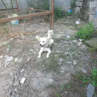 یه دختر شاد و زیبا و شیطون وفوق العاده تودلبرو|سگ|آستانه اشرفیه, |دیوار