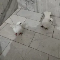 کبوتر پرشی