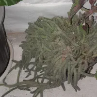 گل طبیعی|گل و گیاه طبیعی|اشترینان, |دیوار