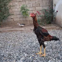 خروس لاری آس