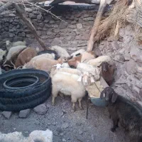 گوسفند فروشی (تعدادی بز و نری و کهره)|حیوانات مزرعه|بم, |دیوار