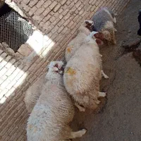 گوسفند|حیوانات مزرعه|کرمانشاه, |دیوار