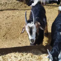 کهره نر چاق