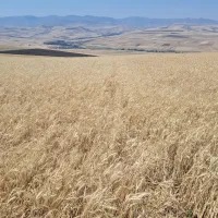 فروش زمین کشاورزی|فروش زمین و ملک کلنگی|گرمی, |دیوار