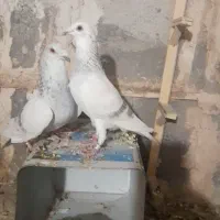 کفتر یا کبوتر سار اقون