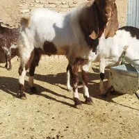 دوبور پاکستانی|حیوانات مزرعه|شهرضا, |دیوار