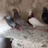 چند تا صید معاوضه هم دارم با کفتر صید یا جفت گاه