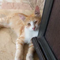 گمشده در سامانسر کوچه صفایی