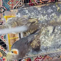 جفت عروس هلندی مفت|پرنده|تربت جام, فاز ۱ فرهنگیان|دیوار