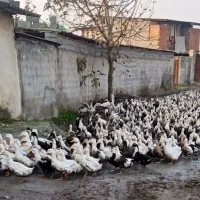 فروش اردک ارگانیک