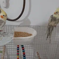 عروس هلندی جفت