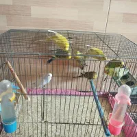 مرغ عشق بالغ