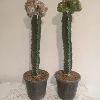 فروش انواع افوربیا،کاکتوس و گل گیاهان اپارتمانی