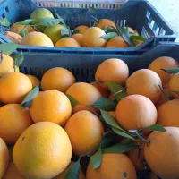 پرتقال تامسون|خوردنی و آشامیدنی|قائم‌شهر, |دیوار