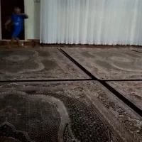 پرده بزرگ پذیرایی|پرده، رانر، رومیزی|سنندج, |دیوار