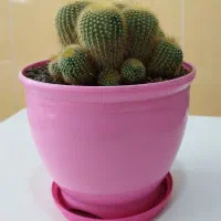 نخل ماداگاسکار|گل و گیاه طبیعی|بومهن, |دیوار