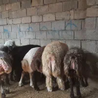 فروش گوشت بره  ارگانیک با بهترین خوراک پروار شده