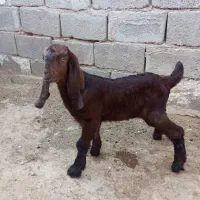 یک عددکهره ی نردرجه 1