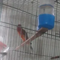 تعداد. سه عدد قناری نر. نژاد دارچینی