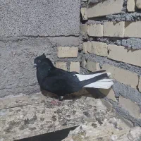 کبوتر دم سفید