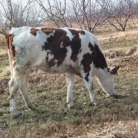 گوساله اصل سمینتال پای کل وگوسال|حیوانات مزرعه|نوشین شهر, |دیوار