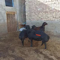 فروش قوچ و بره قوچ