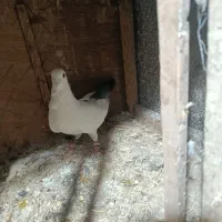 فروش کفتر|پرنده|خوسف, |دیوار