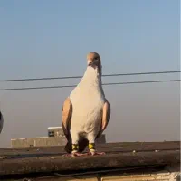 کلاغدم زرد قلدر