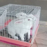 خرگوش لوپ|موش و خرگوش|مشهد, عسگریه|دیوار