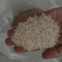 برنج هاشمی و صدری تضمینی به شرط